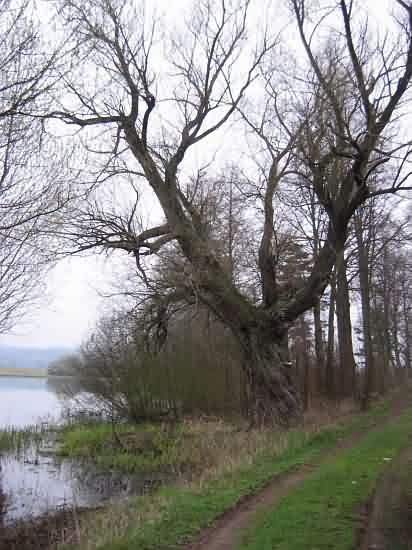 Strom u Fořtovny